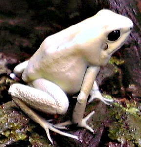 Phyllobates terribilis 'Mint'