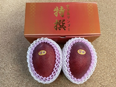 【特撰】贈答用完熟アップルマンゴー大玉2玉　1kg