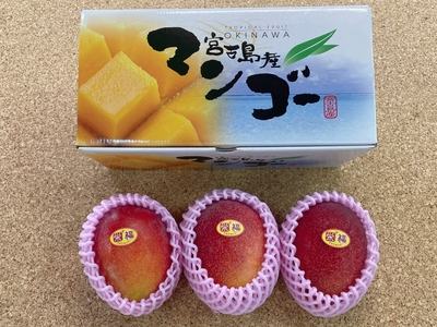 贈答用完熟アップルマンゴー1kg