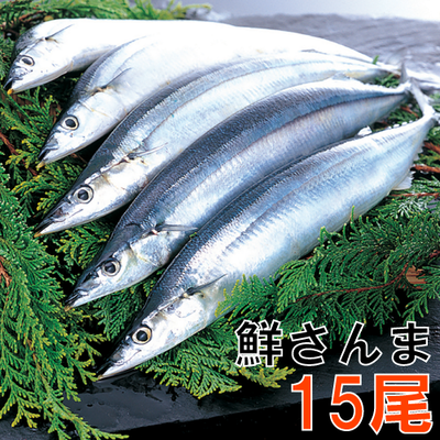 51 鮮さんま15匹
