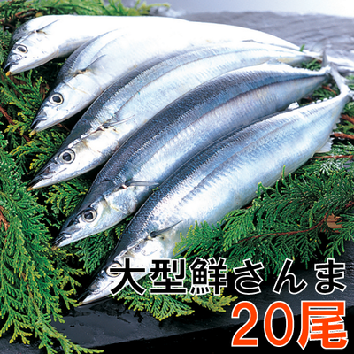 56 大型鮮さんま20匹