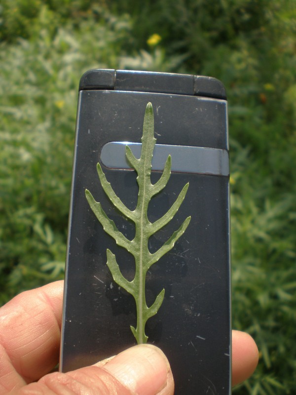 ミニルッコラセルバチコ フジワラファーム