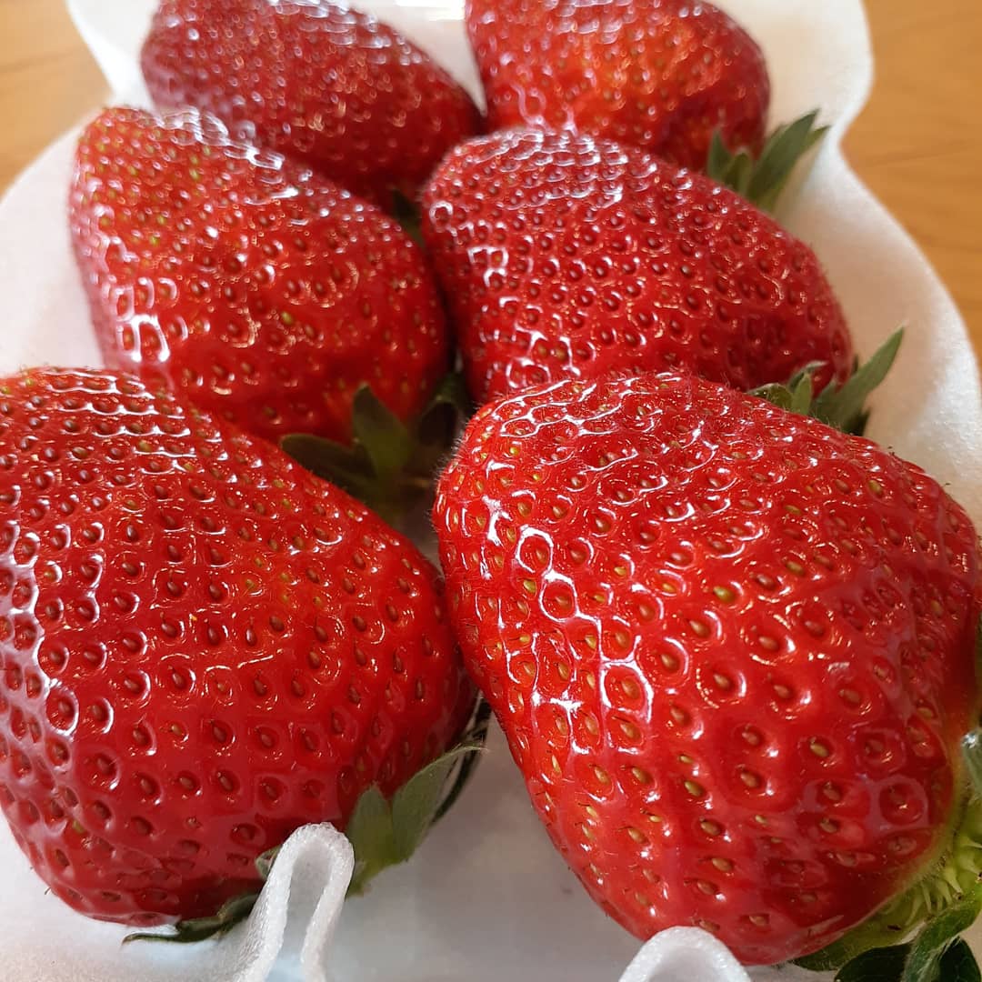 風農園 通販 大きい 甘い いちご イチゴ 苺 紅ほっぺ Kazenouen 名張 伊賀 三重