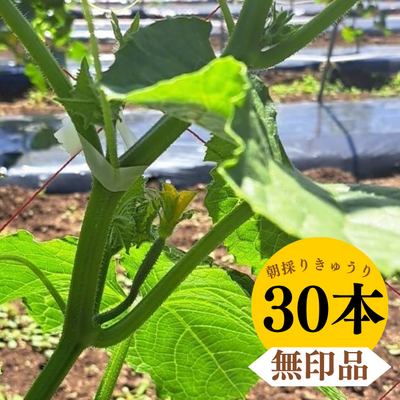 ＼採れたて発送／朝採りきゅうり30本≪無印品≫