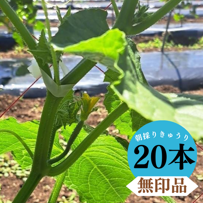 ＼採れたて発送／朝採りきゅうり20本≪無印品≫