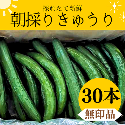＼採れたて発送／朝採りきゅうり30本≪無印品≫
