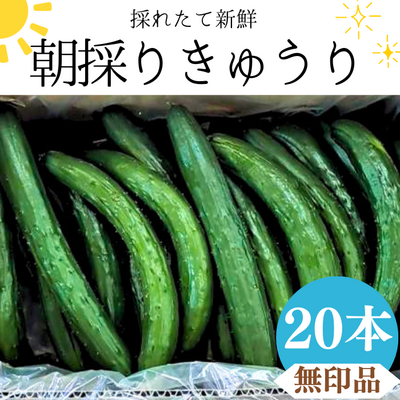 ＼採れたて発送／朝採りきゅうり20本≪無印品≫