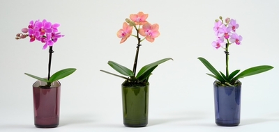 《母の日フラワーギフト》ミディ胡蝶蘭　　　　　 ranto鉢