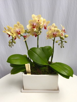 《母の日フラワーギフト》ミディ胡蝶蘭 5.5号 3本立ち ゴールドベイビー パルテノ鉢