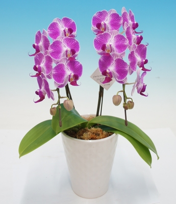 《母の日フラワーギフト》ミディ胡蝶蘭 4号　　　 2本立ち 紫彩(シア)