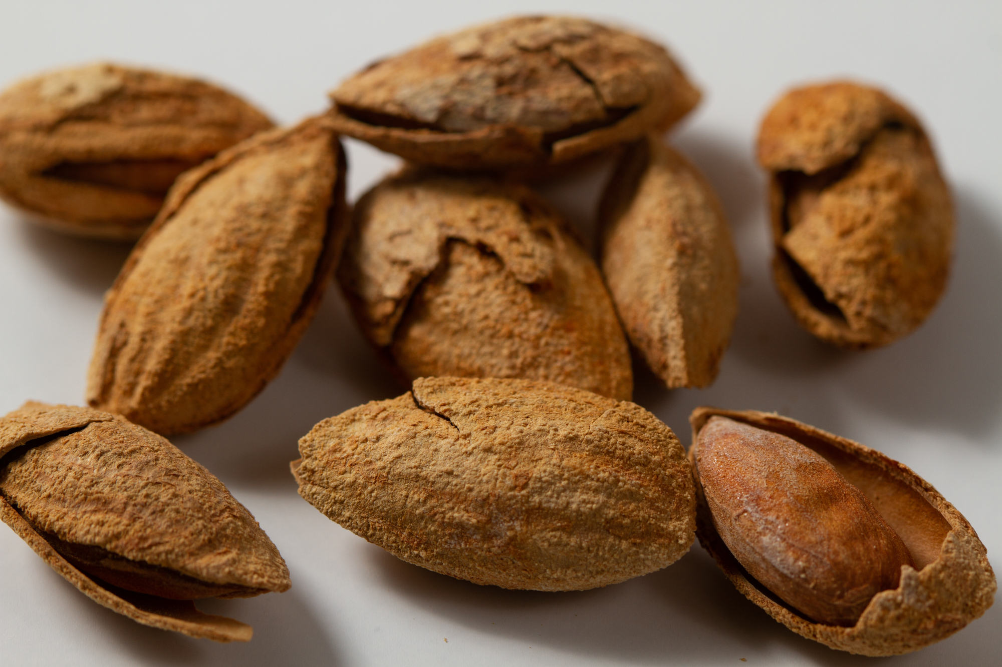 殻付き アーモンド ｏｗｌ ｍｏｏｎ