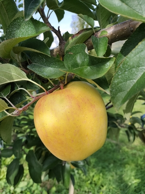 【送料込】はるか　