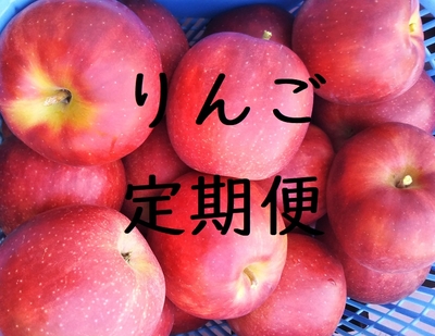 りんご定期便　(全5回)