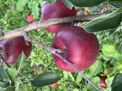 おいらせ　家庭用　送料込み