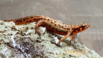 アカハライモリ（カラーモルフ / 2024CB）No1