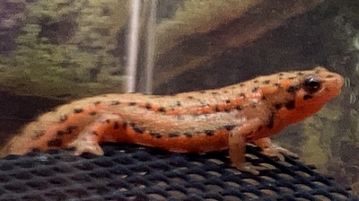 アカハライモリ（カラーモルフ / 2024CB）No2