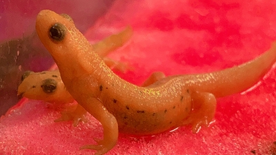 アカハライモリ（カラーモルフ / 2024CB）No3