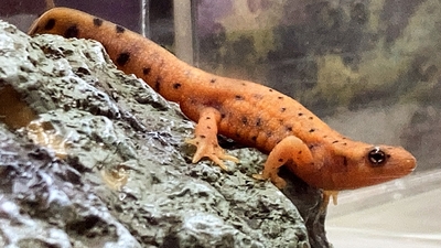 アカハライモリ（カラーモルフ / 2024CB）No4