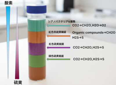 紅色非硫黄細菌培養