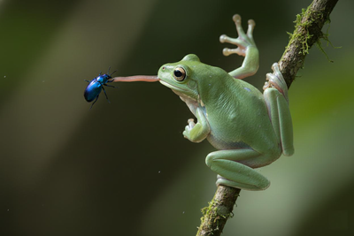 両生類の短舌症候群