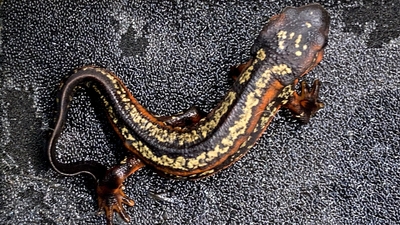 オキナワシリケンイモリ（WC / 野生採取個体）ノーマル