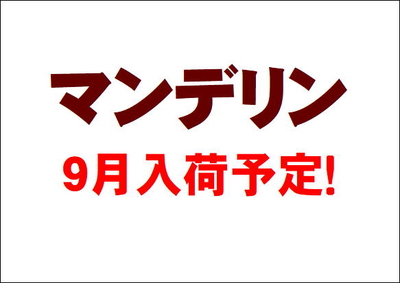 【9月入荷予定！】マンデリンG1