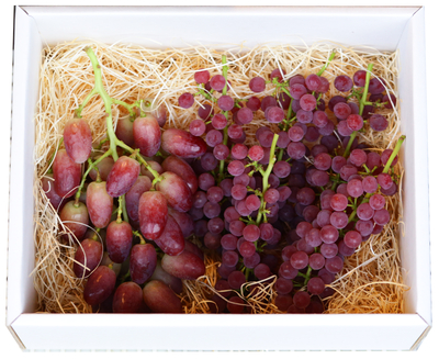 2025年　山形県産　無農薬ぶどう　”Early harvest box”　1kg