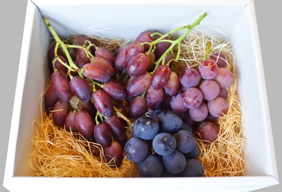 2026年　山形県産　無農薬ぶどう　&rdquo;Early season&rdquo;　1kg