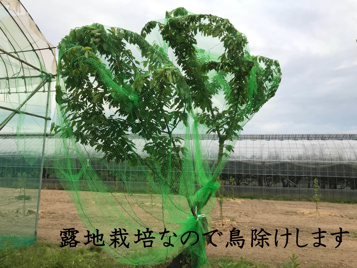 2021年 山形県産 無農薬・無施肥サクランボ