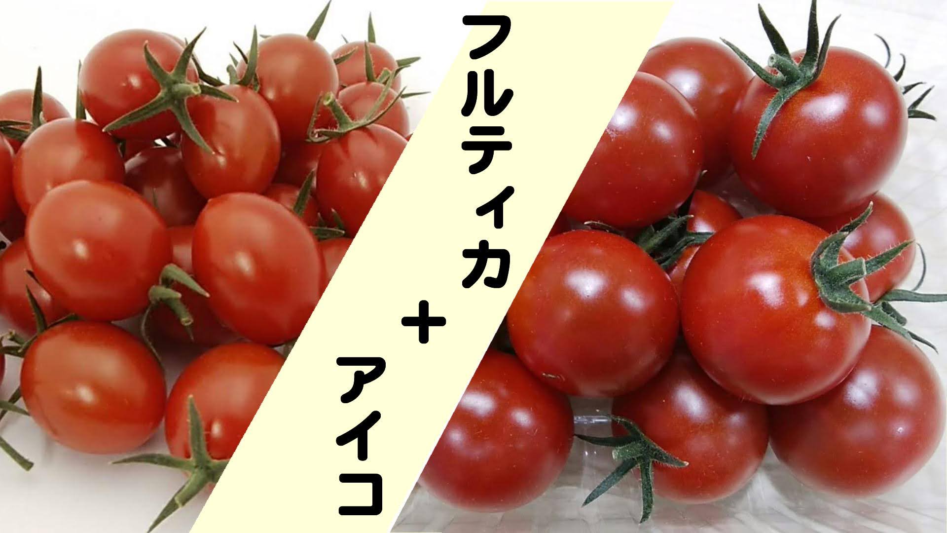 フルティカとアイコ詰合せ2つのおいしさが楽しめるあまーいとまと 