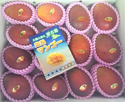宮古島産摘果マンゴー 9.5キロ 宮古島産マンゴー 良品4.5kg（白箱入） |