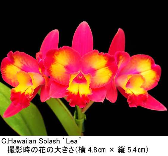C.Hawaiian Splash'Lea'（カトレア ハワイアン スプラッシュ'レア