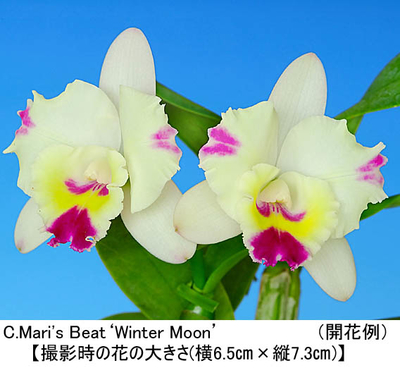C.Mari's Beat&lsquo;Winter Moon&rsquo;（カトレア マリズ ビート&lsquo;ウインター ムーン&rsquo;）開花サイズ