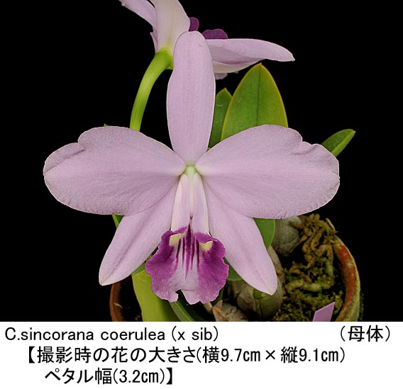 C.sincorana coerulea (x sib)（シンコラナ セルレア）くろ