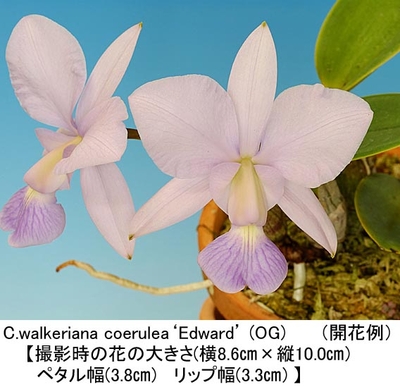 C.walkeriana coerulea‘Edward’ (OG)【ワルケリアナ セルレア‘エドワード’（分け株）】