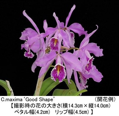 C.maxima&lsquo;Good Shape&rsquo;（グッド シェ－プ）