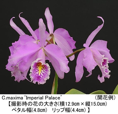 C.maxima&lsquo;Imperial Palace&rsquo;（インペリアル パレス）