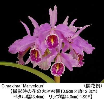 C.maxima&lsquo;Marvelous&rsquo;（マーベラス）