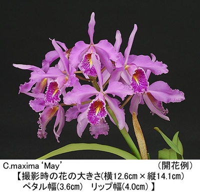 C.maxima&lsquo;May&rsquo;（メイ）