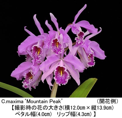 C.maxima&lsquo;Mountain Peak&rsquo;（マウンテン ピーク）