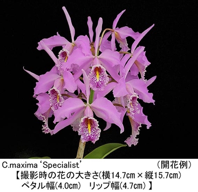 C.maxima&lsquo;Specialist&rsquo;（スペシャリスト）
