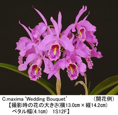 C.maxima&lsquo;Wedding Bouquet&rsquo;（ウエディング ブーケ)