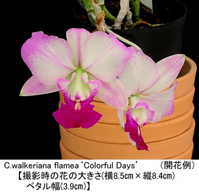 C.walkeriana flamea&lsquo;Colorful Days&rsquo;（カラフル デイズ）