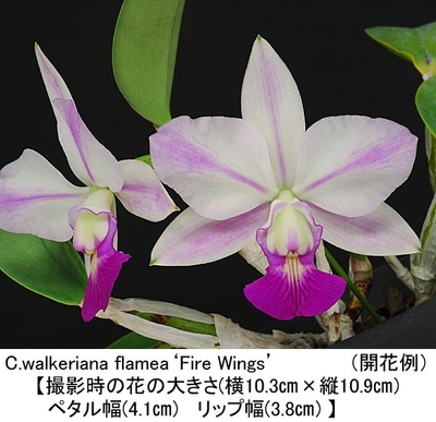 C.walkeriana flamea&lsquo;Fire Wings&rsquo;（ファイヤ－ ウイングス）