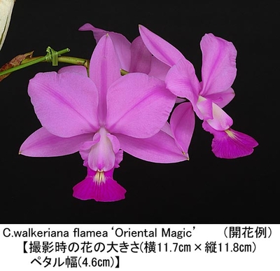 C.walkeriana flamea&lsquo;Oriental Magic&rsquo;（オリエンタル マジック）
