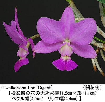 C.walkeriana tipo&lsquo;Gigant&rsquo;（ギガント）