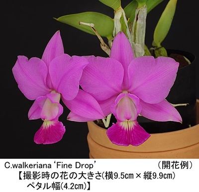 C.walkeriana&lsquo;Fine Drop&rsquo;（ファイン ドロップ） 