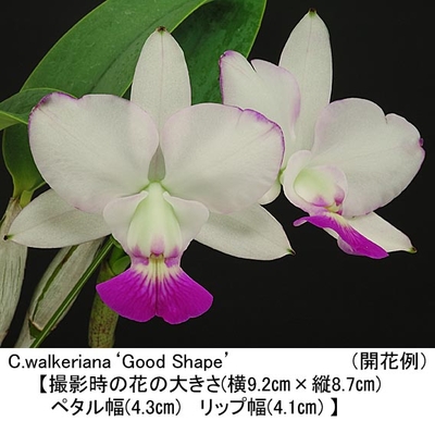C.walkeriana&lsquo;Good Shape&rsquo;（グッド シェ－プ）
