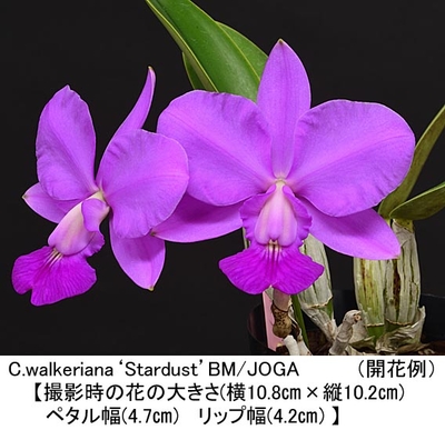 C.walkeriana&lsquo;Stardust&rsquo;BM/JOGA（スターダスト）