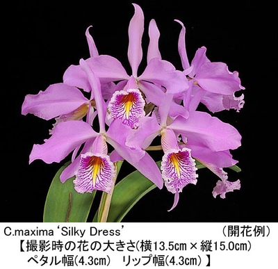 C.maxima&lsquo;Silky Dress&rsquo;BM/JOGA（シルキ－ ドレス）